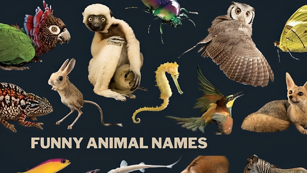 Funny Animal Names